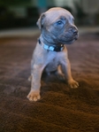 Cane Corso puppies!