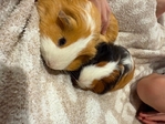 Guinea pigs