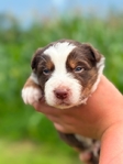 Australian shepherd’s