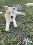 Husky Puppies