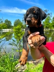 Doberman Puppies for sale