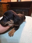 Miniature Australian Shepherd / Dachshund Puppies