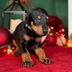 Doberman pups