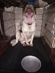 Dogs needs a home