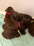 Pointador Puppies