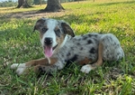 Border Collie x Catahoula Puppies