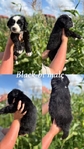 Australian shepherd’s