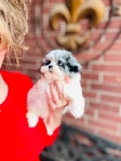 Shihpoo Female Blue Merle Shihtzu & toy poodle mix.