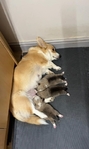🐾 Pedigree Pembroke Welsh Corgi Puppies 🐾