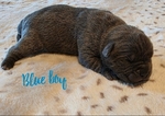 Majestic Cane Corso puppies! Taking deposits!