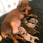 Miniature Dachshund Puppies for Adoption