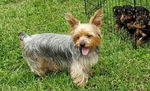 AKC Registered Yorkie puppies
