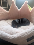 Miniature Dachshund