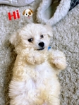 Maltipoo Puppies for sale - Fluffy, Adorable & Family - Raised
