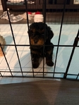 Toy Poodle Puppies