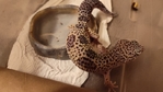 Have to downsize. Reptiles must go to new homes