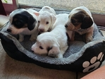 >🐾 BEAUTIFUL AKC MINI DACHSHUNDS AVAILABLE IN SETX! 🐾