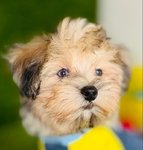 Teddy Bear Blue Eyes Maltese Poodle toy