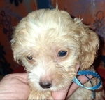 Three Sweet 8 week old Tea Cup shih poo puppies