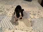 CKC Male Boston Terrier Puppy