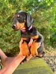 Doberman Puppies for sale