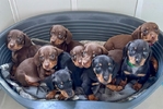 MINIATURE DACHSHUND PUPPIES