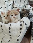 Free Kittens