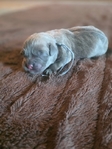 Formentino Cane Corso Puppies!
