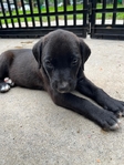 Doberman mix pitbull XL puppy