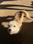 6month Poodle mix Free
