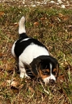 Beagle Puppies 6 weeks old