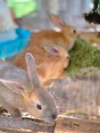 Rabbits for sale