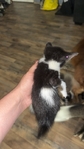 Kittens