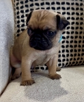 Pug Puppies