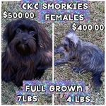 CKC SMORKIES 2 FEMALES 7 MONTHS OLD