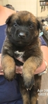 AKC REGISTERED WORKING BELGIAN MALINOIS PUPS