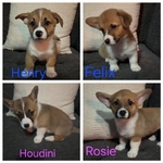 Akc Pembroke welsh corgi puppies