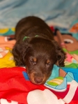 Male dachshund