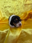 Beagle puppies AKC