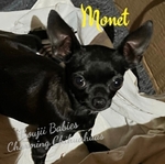 Beautiful Black Adult Female Chihuahua