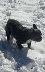 French Bulldogs for sale CHEAP