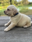 Yellow and Black English Labrador Puppies