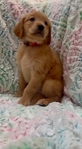AKC Registered Golden Retriever puppies