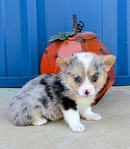 Registered Corgi puppies