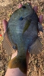 Pond and Lake Stocking at its Finest