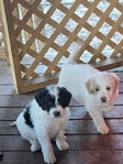 Standard poodle/Pyrenees puppies