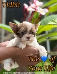 AKC  Stunning  Male Micro Yorkies