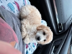 Female poodle puppy