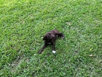 German shorthair Pointers