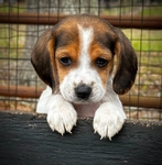 Beagle Puppies 6 Weeks